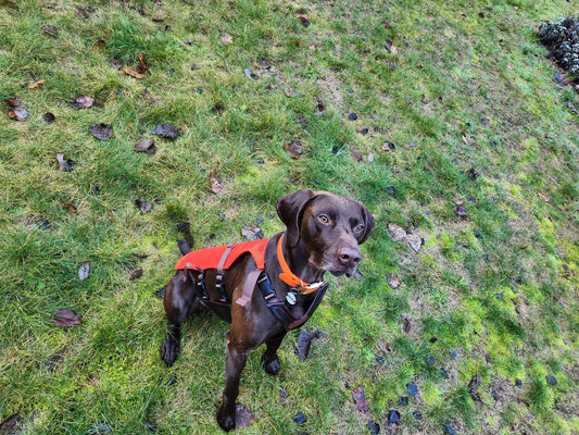 Gundog Hide